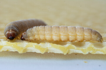 The greater wax moth Galleria mellonella