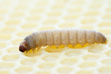 The greater wax moth Galleria mellonella