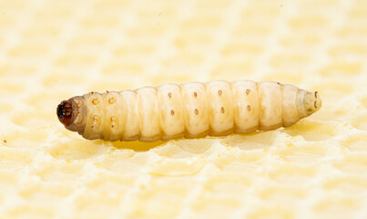 The greater wax moth Galleria mellonella