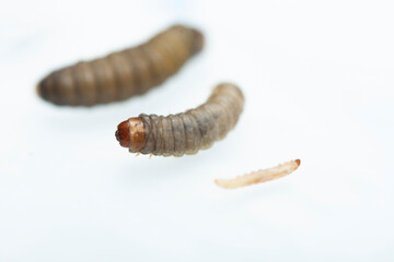 The greater wax moth Galleria mellonella
