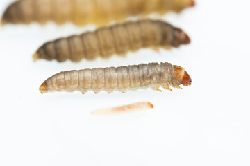 The greater wax moth Galleria mellonella