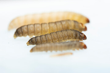 The greater wax moth Galleria mellonella