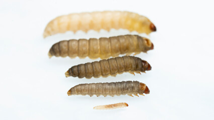 The greater wax moth Galleria mellonella