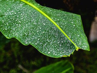 Puerto rico water dew on green leaf texture close up 