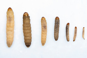 The greater wax moth Galleria mellonella