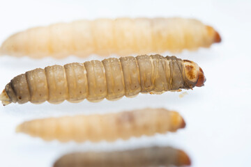 The greater wax moth Galleria mellonella