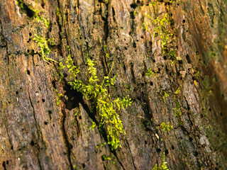 Tropical forest moss background spot on tree growing from puerto rico