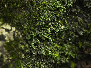 Tropical forest moss background spot on tree growing from puerto rico