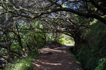 Levada das 25 Fontes - road throught the forest