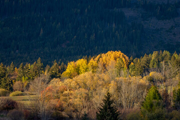 autumn forest in the mountains