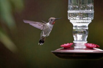 Closeup of an adorable hummingbird hovering by the bird water feeder - obrazy, fototapety, plakaty