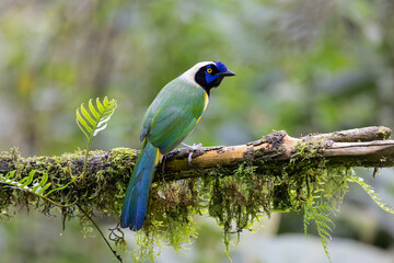Green Jay