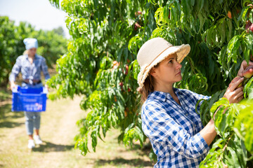 Young woman engaged in gardening picking fresh ripe peaches on fruit farm