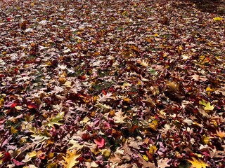 autumn leaves background