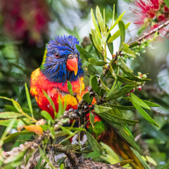 Rainbow Lorikeet in the bottlebrush tree on a rainy day