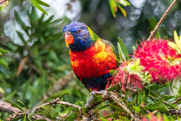 Rainbow Lorikeet in the bottlebrush tree on a rainy day