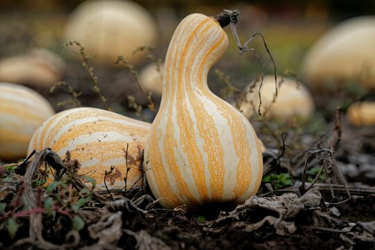 Closeup of orange striped cushaw growing in the garden