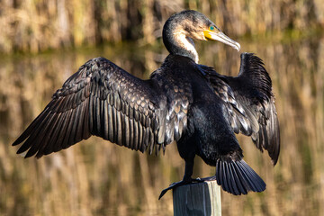 White-breasted cormorant drying its wings in the sun