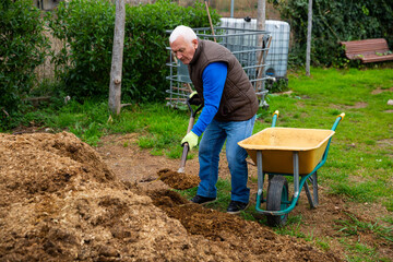 Elderly man working in garden in spring, digging manure to fertilize soil before planting ..