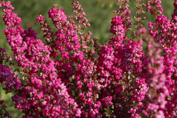 Obraz premium Heather shrub with beautiful blooming flowers outdoors on sunny day, closeup