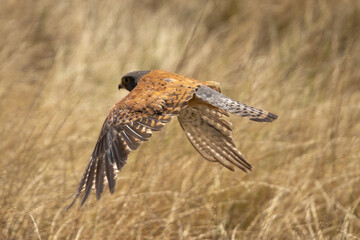 Rock Kestrel in flight