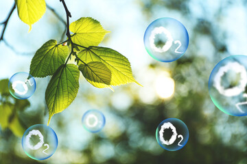 O2 molecules in bubbles and tree branch with green leaves on sunny day. Oxygen release concept