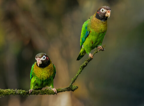 These two Brown-hooded parrots are definetily best mates.