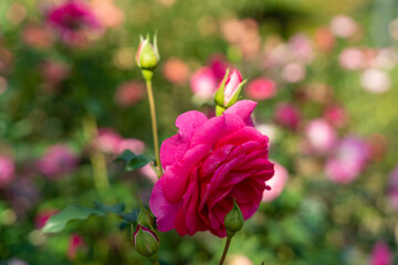 秋バラ　あしかがフラワーパーク