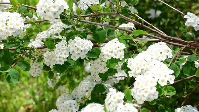 Bush in the spring. Spirea alpine spring flower - white