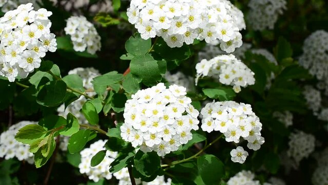 Spirea alpine spring flower - white flowering shrub.