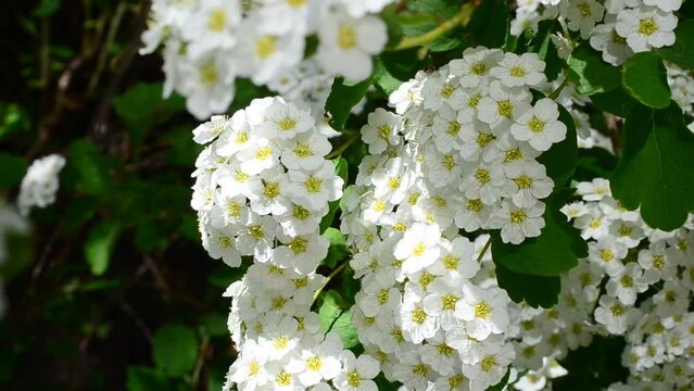 Bush in the spring. Spirea alpine spring flower - white