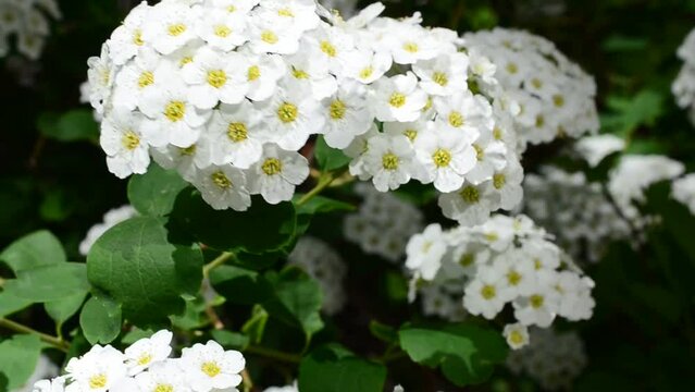Spirea alpine spring flower - white flowering shrub.