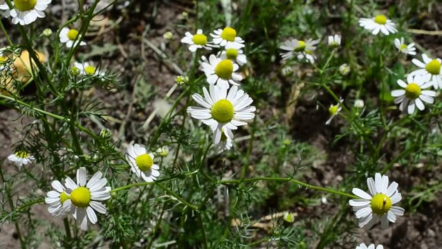Camomile in the spring. Pharmaceutical camomile