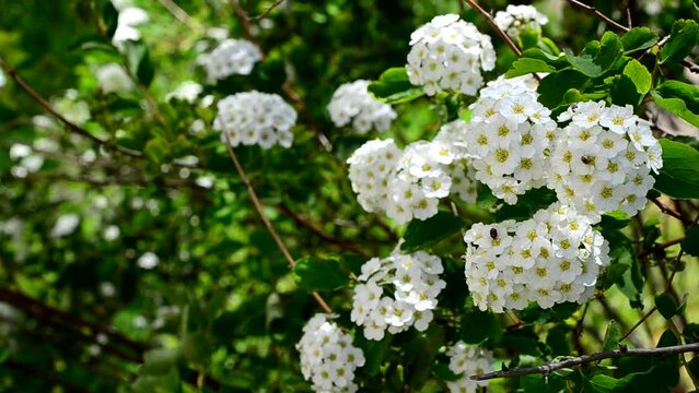 Bush in the spring. Spirea alpine spring flower - white