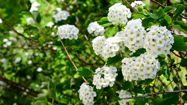 Spirea alpine spring flower - white flowering shrub.
