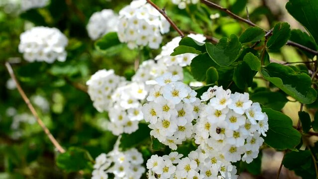 Bush in the spring. Spirea alpine spring flower - white