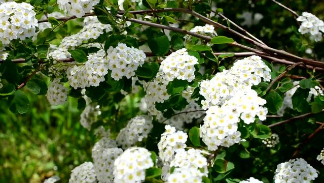 Spirea alpine spring flower - white flowering shrub.