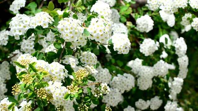 Spirea alpine spring flower - white flowering shrub.