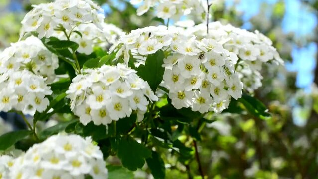 Bush in the spring. Spirea alpine spring flower - white