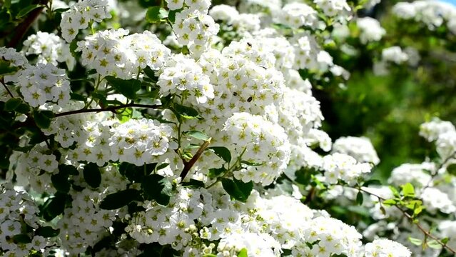 Spirea alpine spring flower - white flowering shrub.