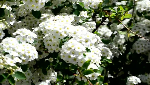 Spirea alpine spring flower - white flowering shrub.