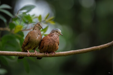 Rolinha-roxa (Casal)
