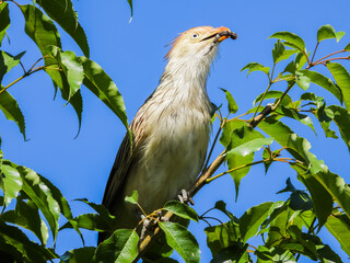 Guira Cuckoo (Guira guira), with a lizard tail on its beak. 