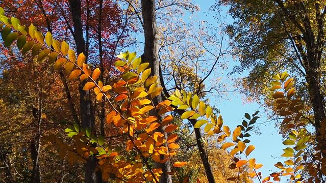 foliage with closeup on crape myrtle leaves