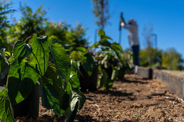 Landscaping Landscaper Planting