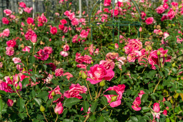Fototapeta premium 秋バラ あしかがフラワーパーク