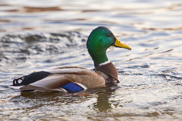 ducks on the lake 2021 in winter