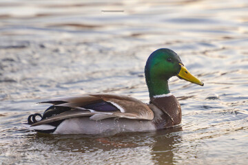 ducks on the lake 2021 in winter