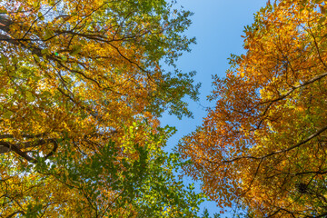 Fototapeta na wymiar Autumn colors emerge overhead in the forest urban tree canopy in fall sunlight