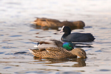 ducks on the lake 2021 in winter